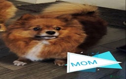 Pomeranian dogs for sale: Pomeranian Teddy Bear Male  - Image 3
