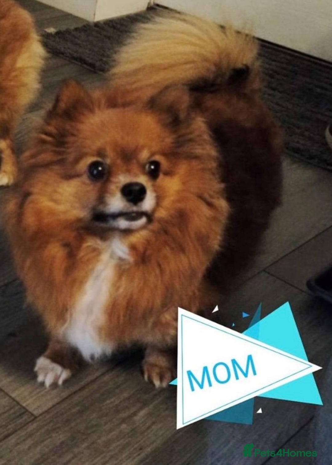 Pomeranian dogs for sale: Pomeranian Teddy Bear Male  - Image 3
