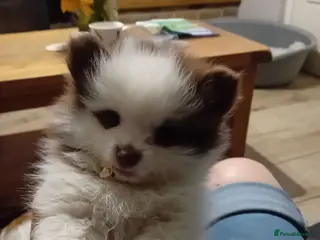 Pomeranian dogs Male pomerainian puppy available - Advert 6