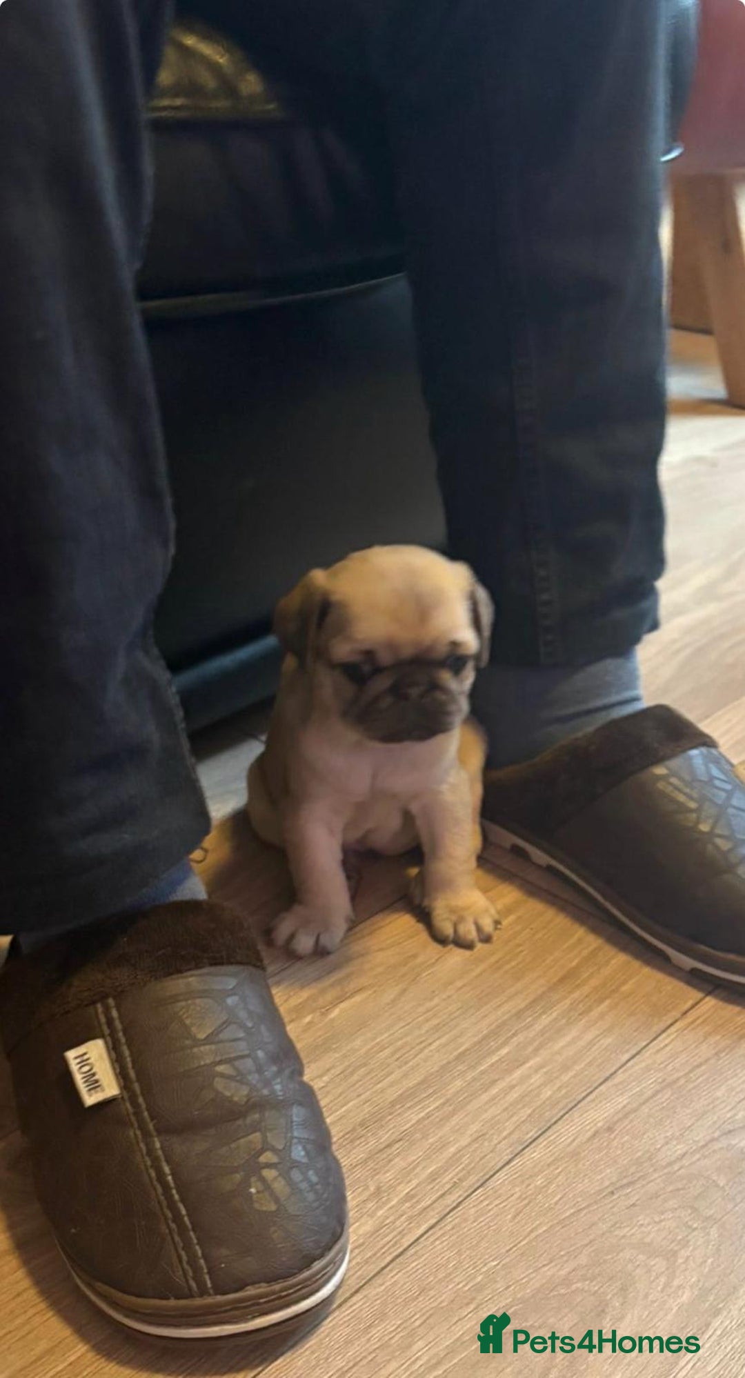 Pug dogs for sale: Stunning Pug Puppies - Advert 5