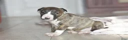 Miniature Bull terrier dogs for sale: Excellent miniature english bull terrier puppies  - Advert 7