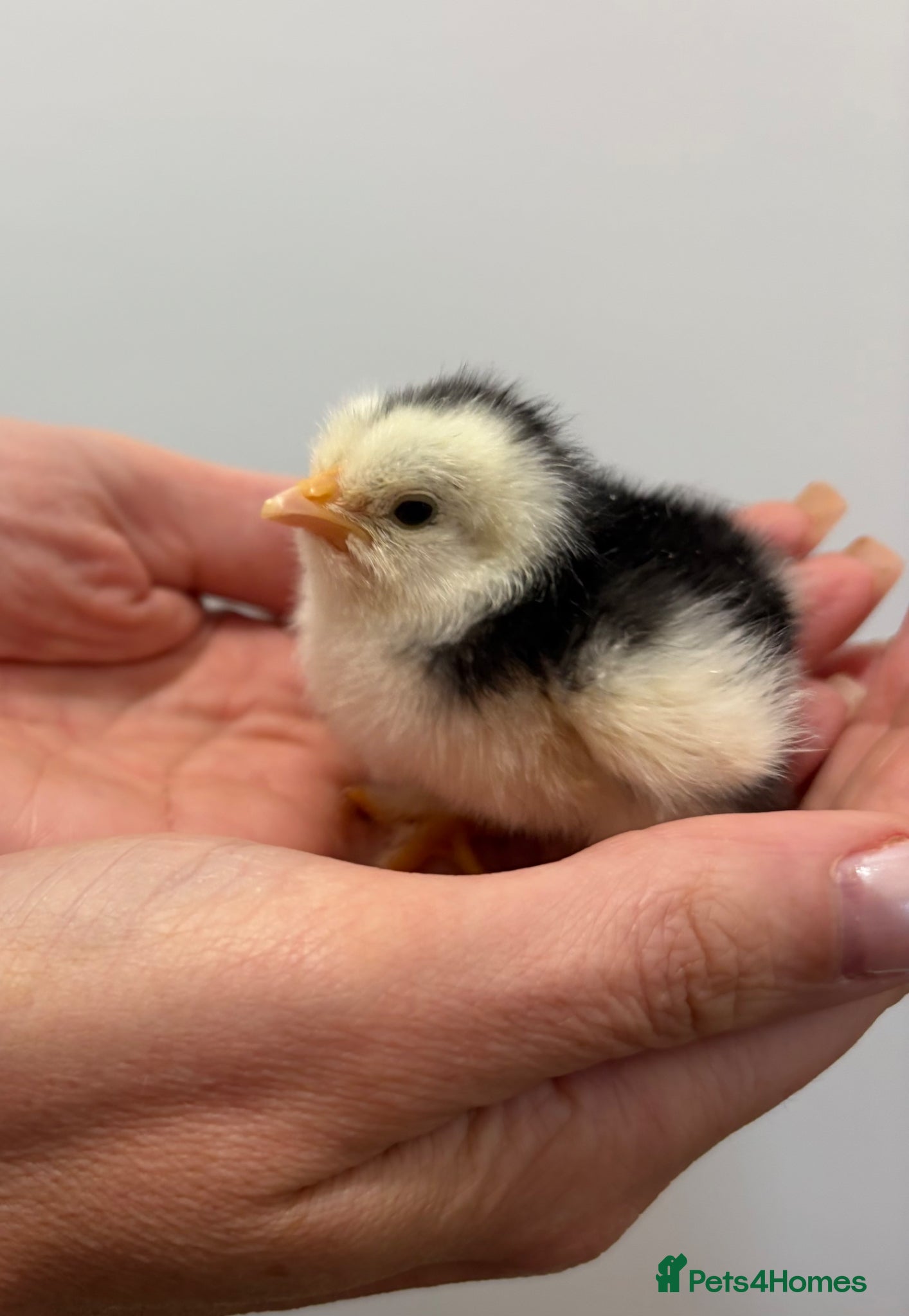 Chickens poultry for sale: Mixed Hatching Eggs  - Advert 11