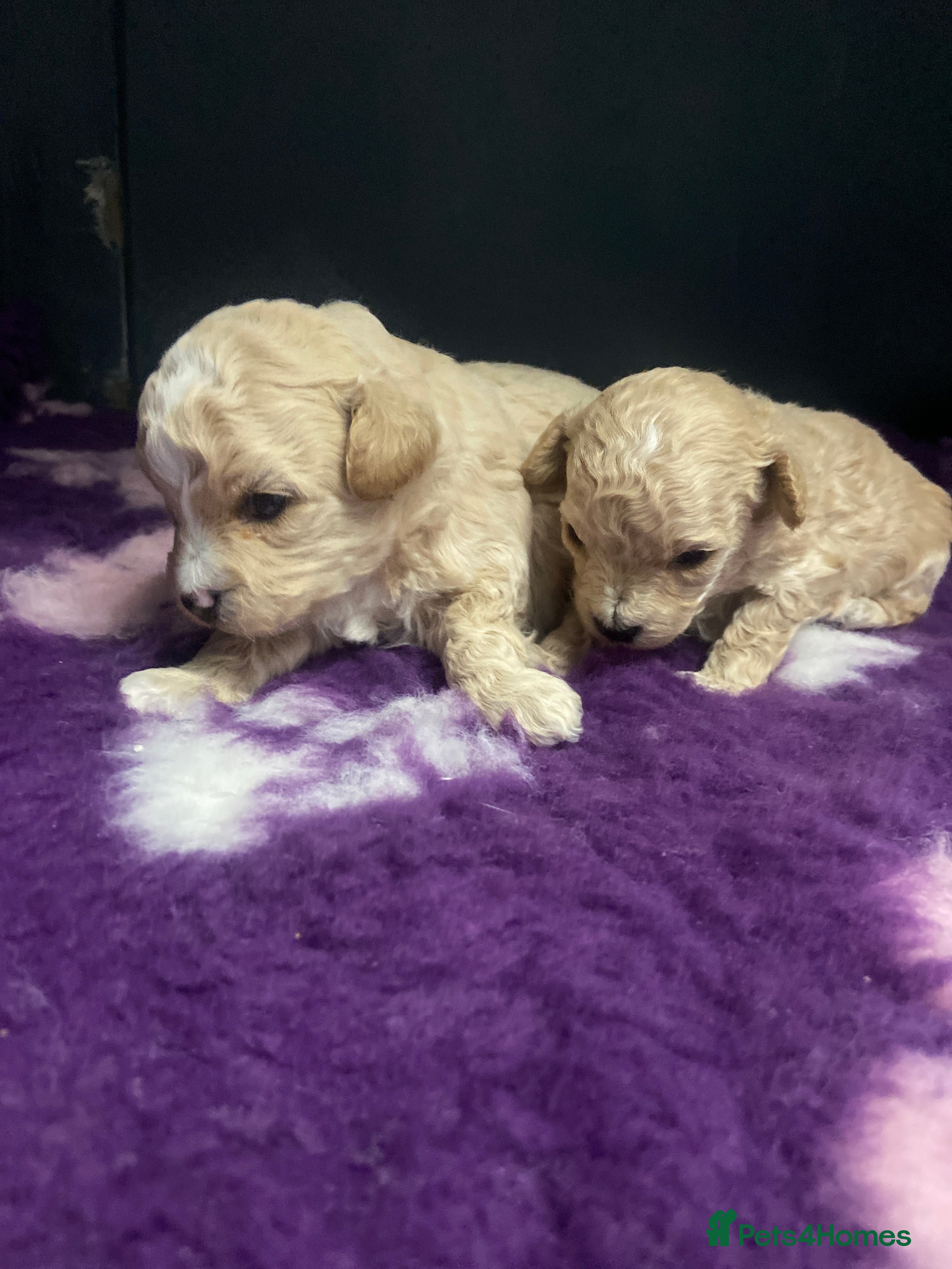 Poochon dogs F1 Tiny poochons,champion bloodline parents  - Advert 14