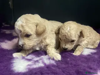 Poochon dogs F1 Tiny poochons,champion bloodline parents - Advert 14