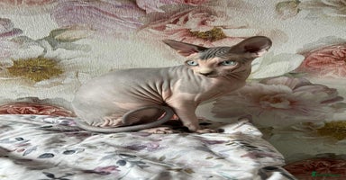 Sphynx cats - Advert 11