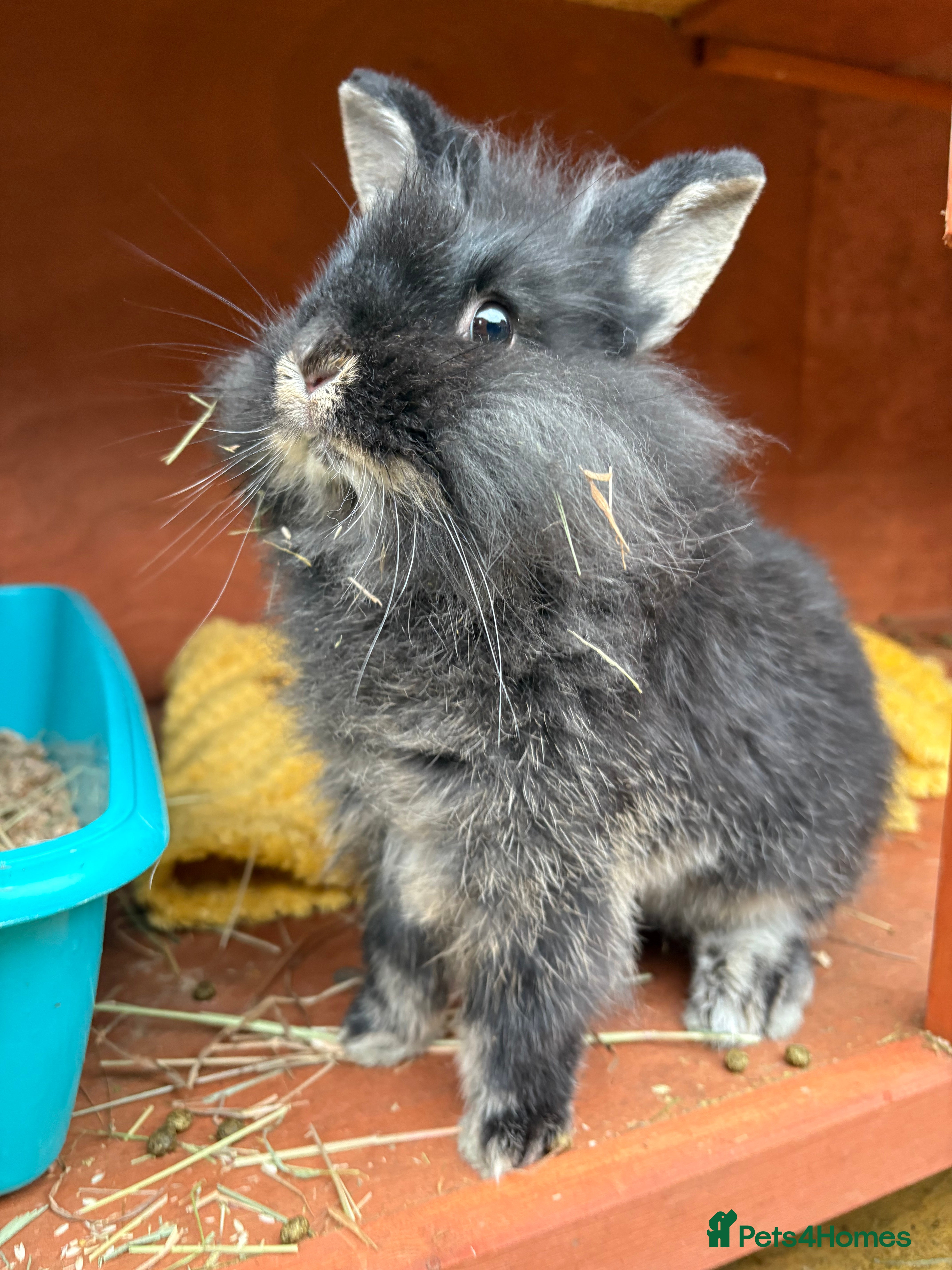 Mixed Breed rabbits Bunnies available for adoption  - Advert 6