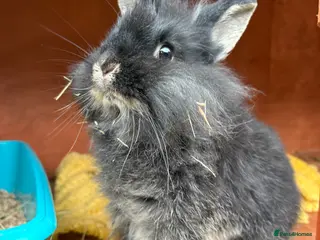 Mixed Breed rabbits Bunnies available for adoption - Advert 6