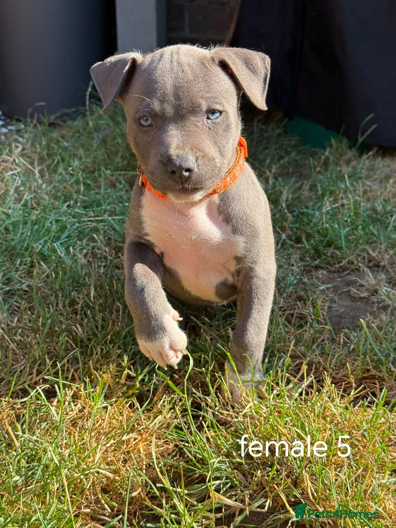 Staffordshire Bull Terrier dogs American Staffordshire terrier - Advert 2