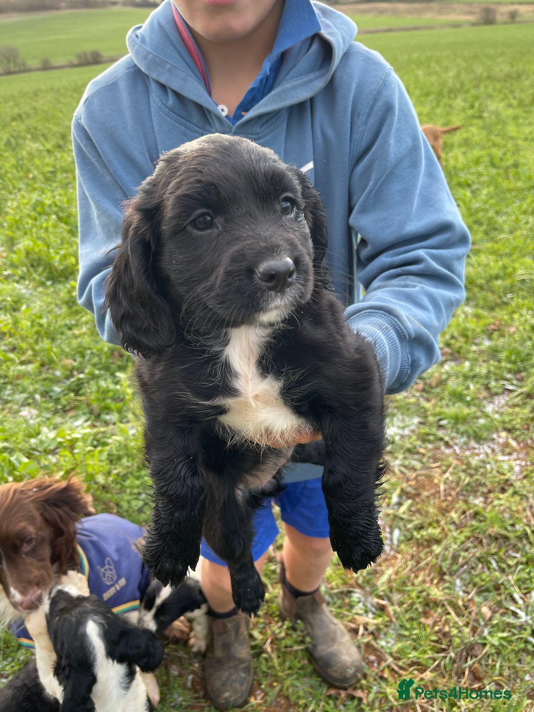 Sprocker dogs for sale: F1 Sprocker Spaniel puppies docked.  - Advert 3