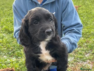 Sprocker dogs F1 Sprocker Spaniel birch puppies docked. - Advert 3