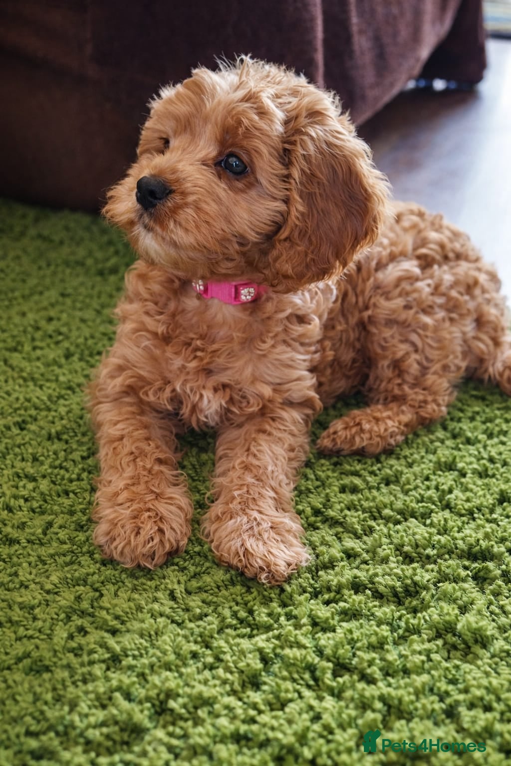 Cavapoo dogs Exquisite F1 Cavapoo Puppies - Advert 7