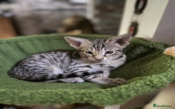 Savannah cats for sale: Savannah F4 girl kittens - Image 10