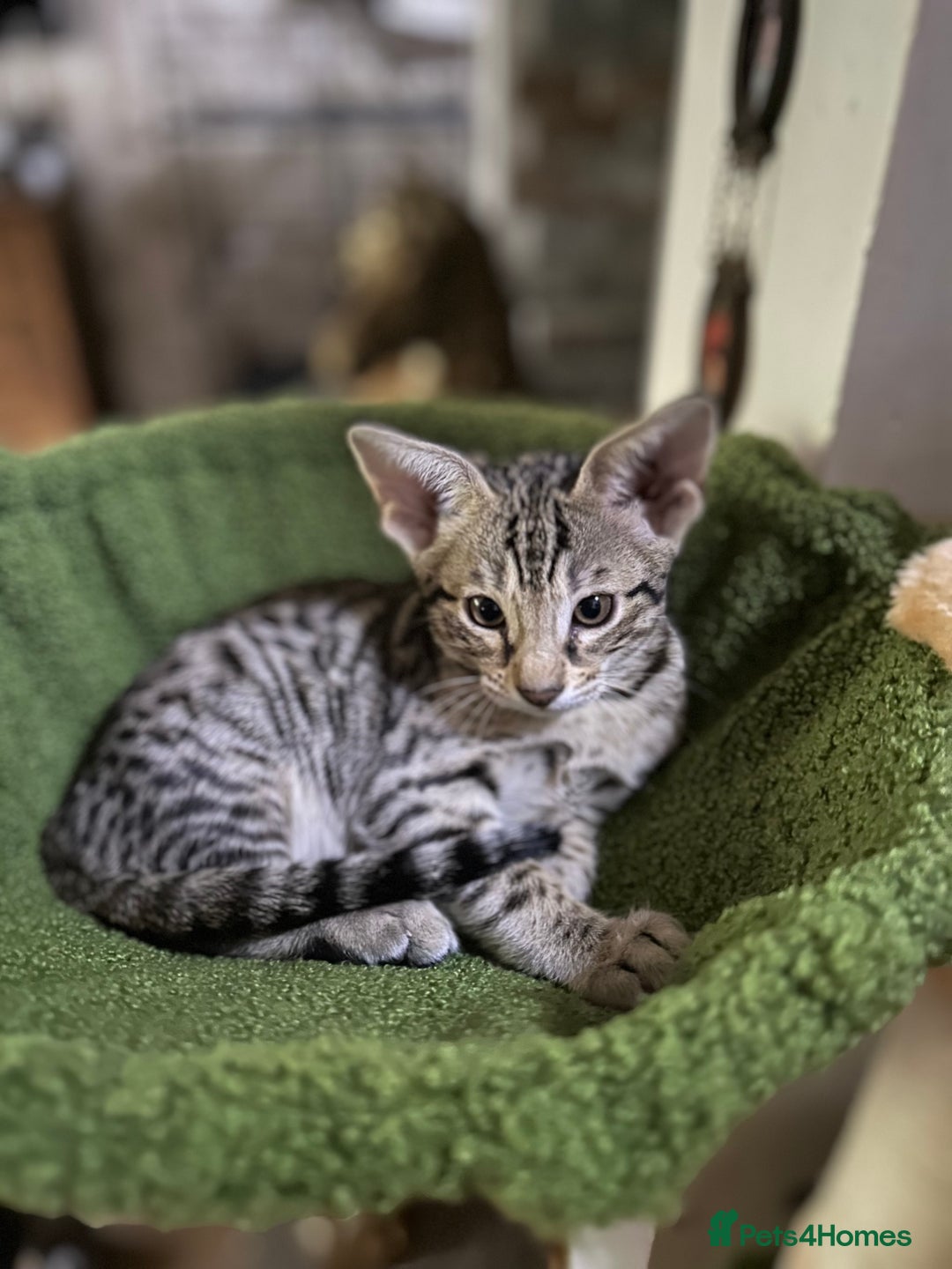 Savannah cats for sale: Savannah F4 girl kittens - Image 10