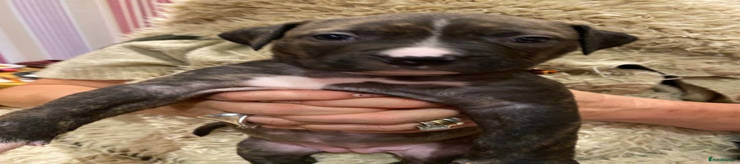 Staffordshire Bull Terrier Puppy 5