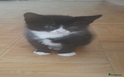European cats for sale: Kittens - Image 3
