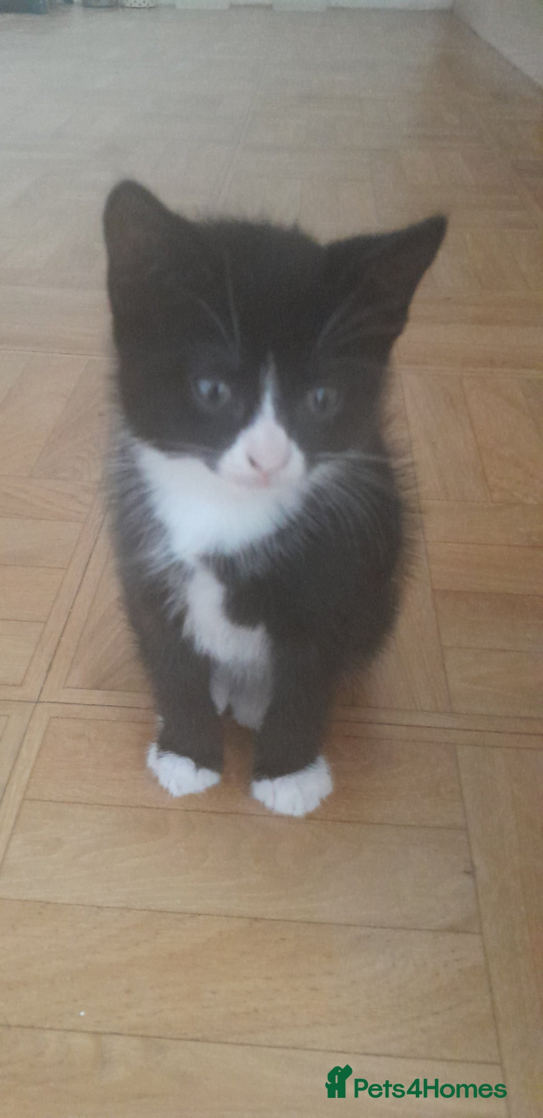 European cats for sale: Kittens - Image 3