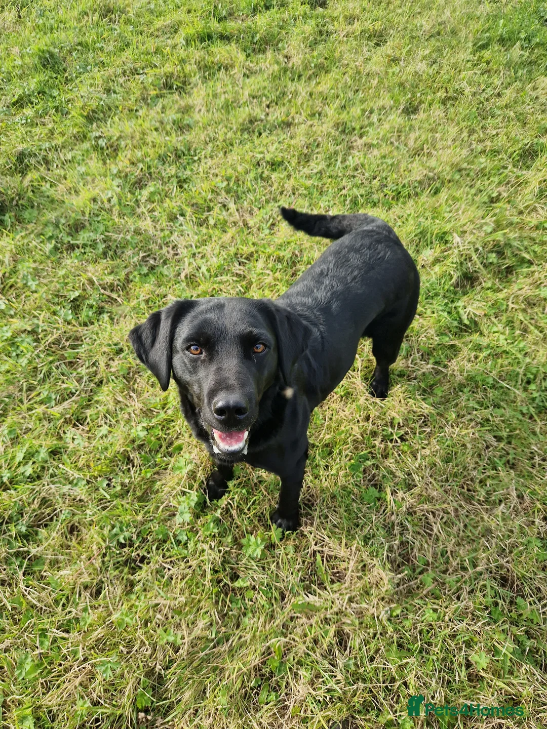 Labrador Retriever dogs for sale: Kc registered Labrador  - Advert 3