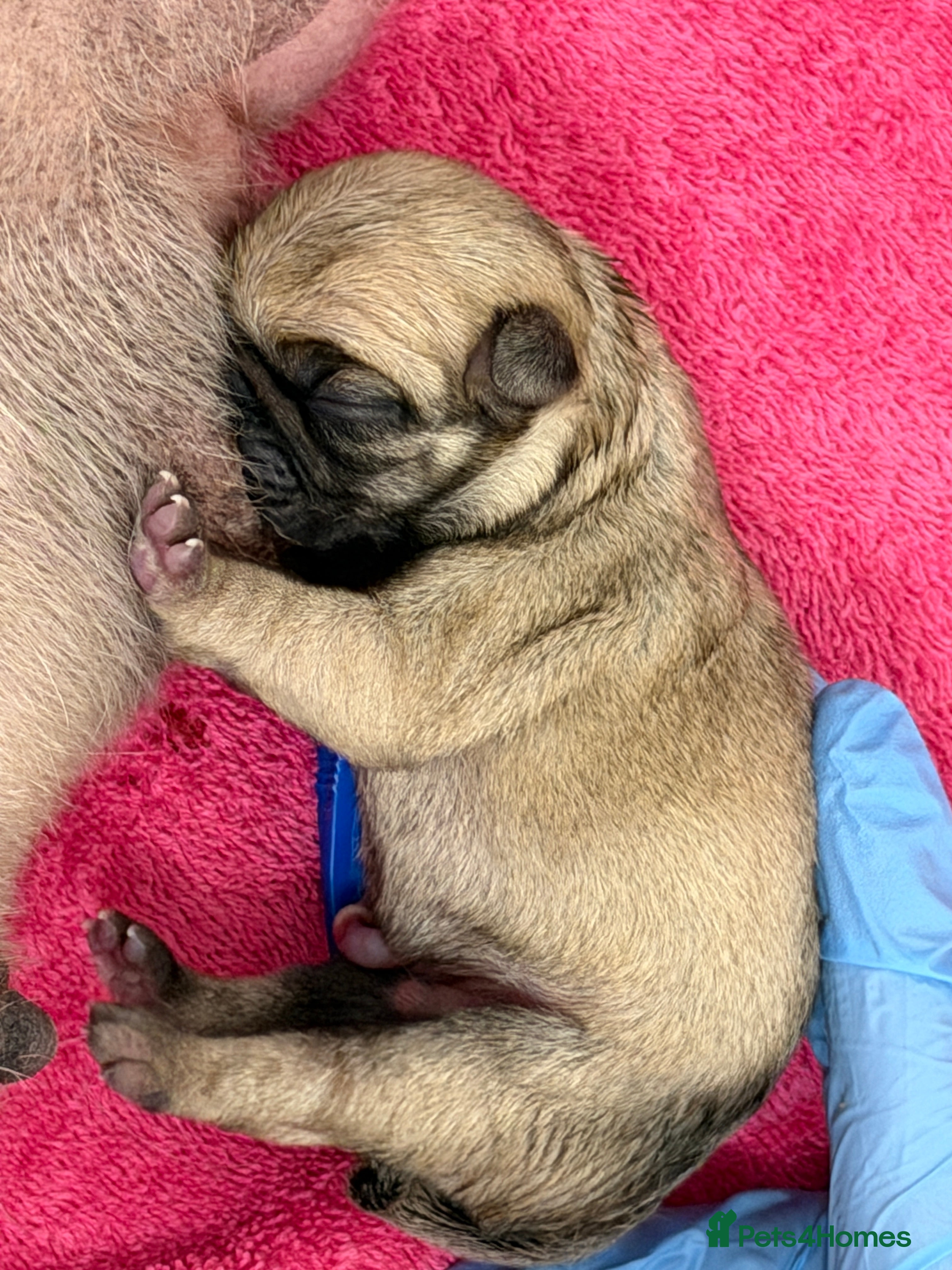 Pug dogs for sale: Pug puppies for sale  - Advert 2