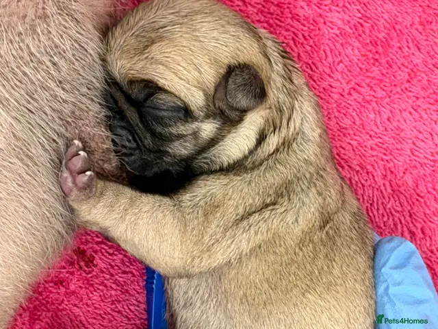 Pug dogs for sale: Pug puppies for sale - Advert 2