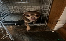 Chihuahua dogs for sale: 2 Lovely Little Boys - Advert 5