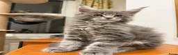 Maine Coon cats for sale: Maine coon - Advert 5