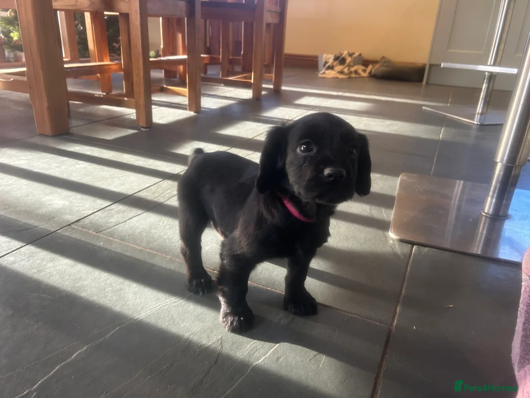 Cocker Spaniel dogs for sale: KC Registered Black Cocker Spaniels - Advert 16