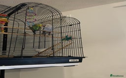 Budgerigars birds for sale: 2 budgies and cage with stand  - Image 6
