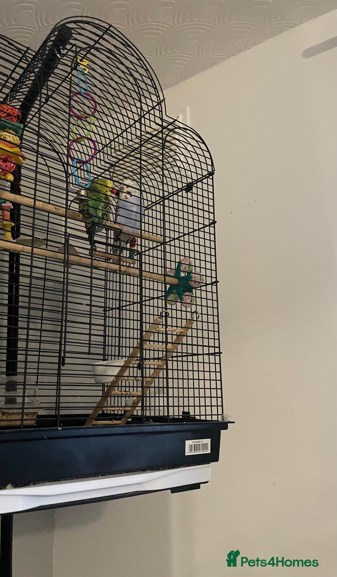 Budgerigars birds for sale: 2 budgies and cage with stand  - Image 6