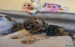 Yorkshire Terrier dogs for sale: Miniature Pedigree Yorkshire Terrier Puppies - Image 19