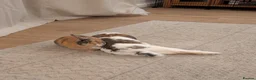 Mixed Breed rabbits for sale: Bonded pair  in Cardigan - Advert 6