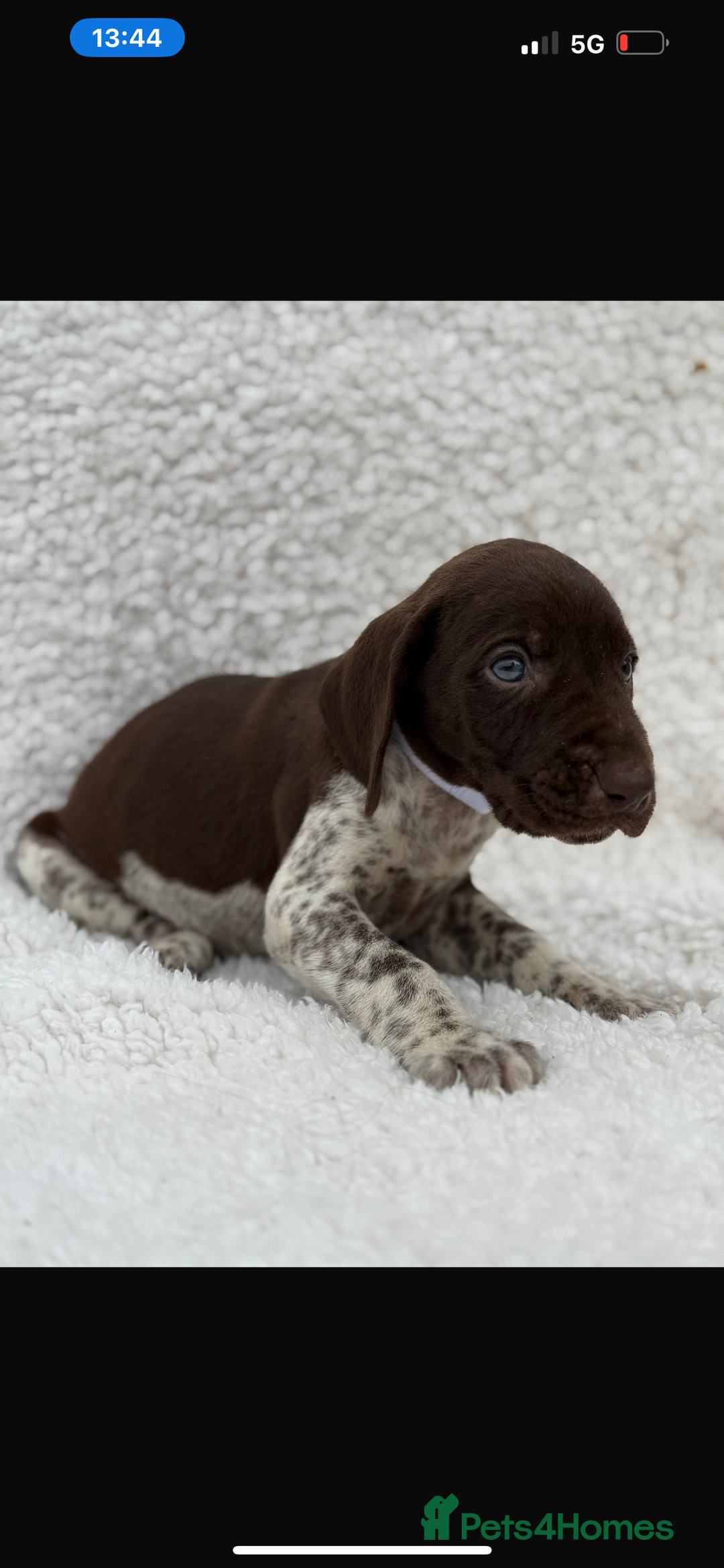 German Shorthaired Pointer dogs for sale: KC registered German Shorthair Pointer Puppy - Advert 16