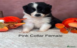 Border Collie dogs for sale: 7 Beautiful Black&White Border Collie Puppies 🐶 - Image 7