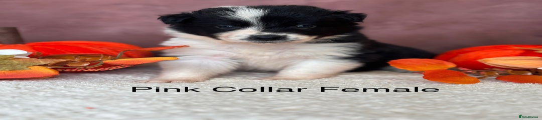 Pink Collar Female