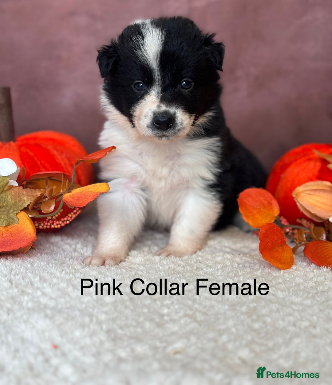 Border Collie dogs for sale: 7 Beautiful Black&White Border Collie Puppies 🐶 - Image 7