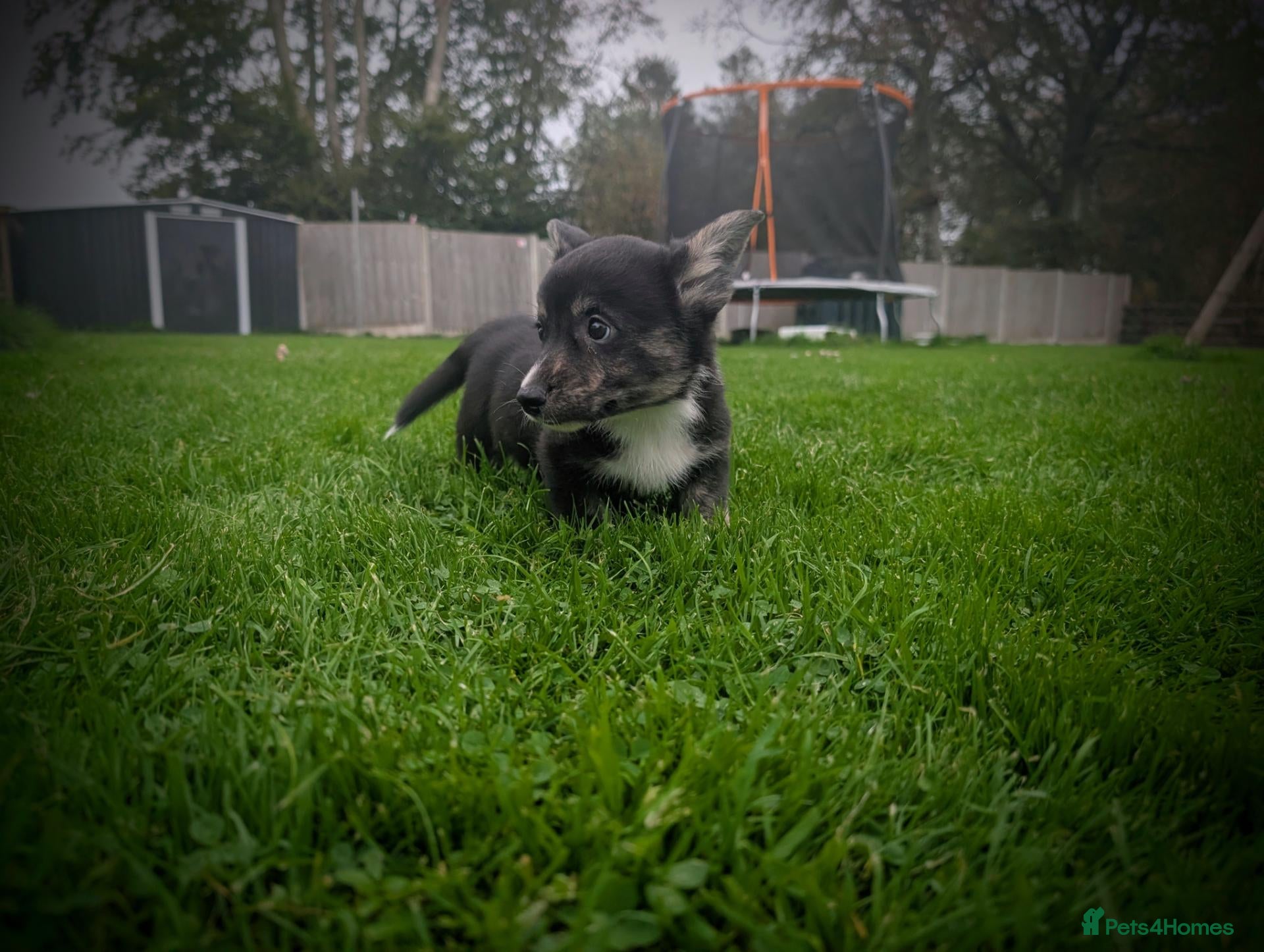 Welsh Corgi Cardigan dogs 🐶1 pup left - KC registered Cardiganshire corgi - Advert 5