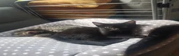 European cats for sale: Beautiful Female Kittens Looking for Loving Homes  - Advert 3