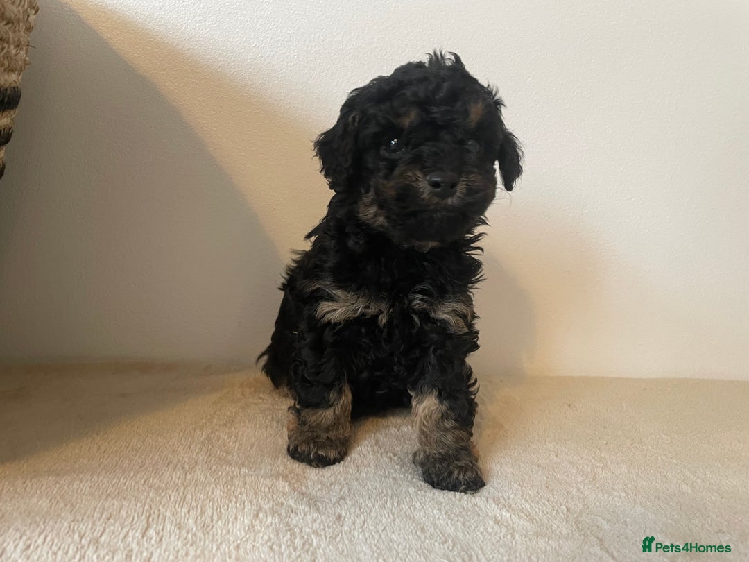 Cavapoo dogs for sale: ⭐ adorable Cavapoo’s ⭐  - Advert 24