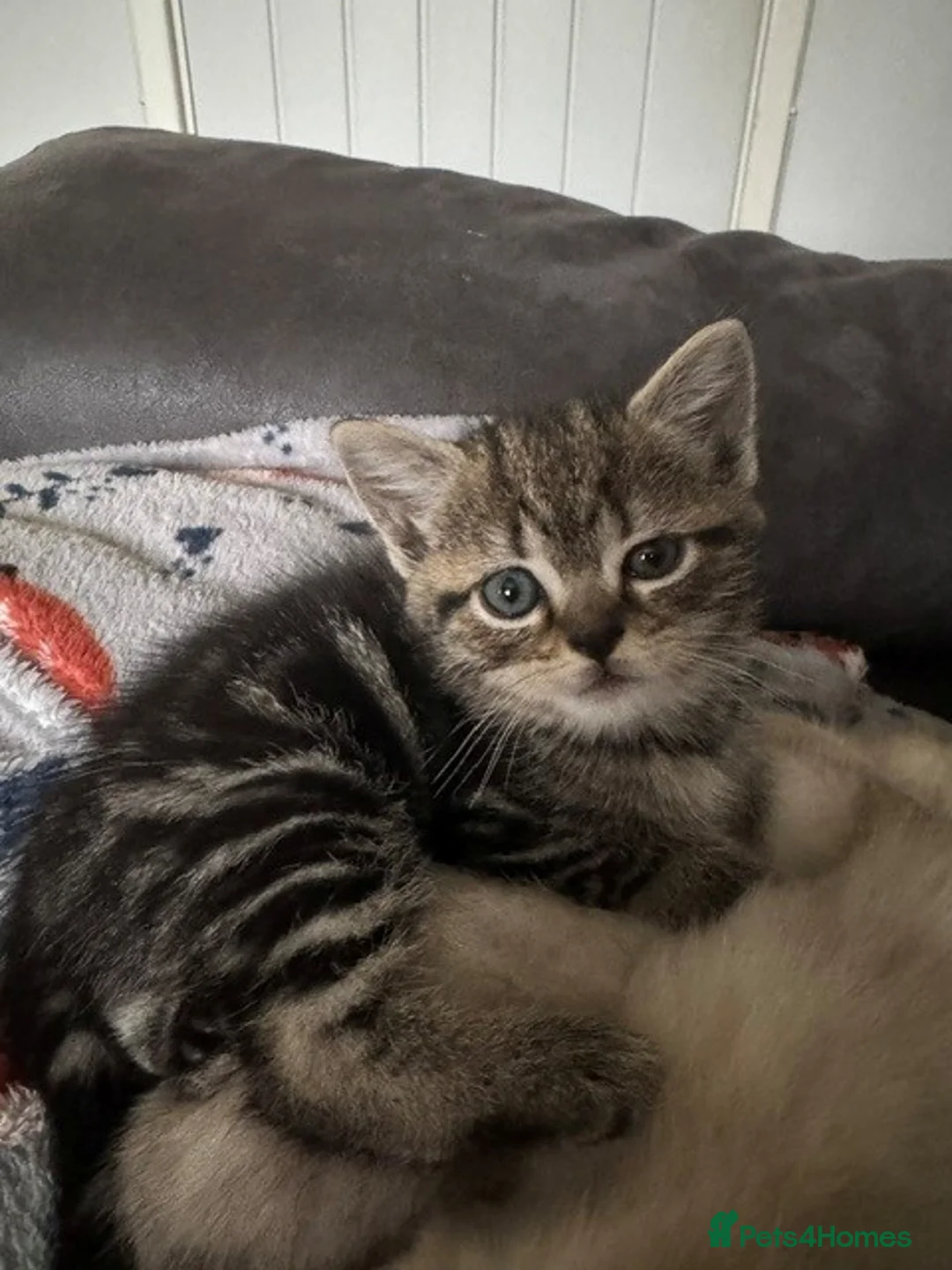 Scottish Fold cats for sale: 3 x Kittens for sale in Stevenage - Advert 4