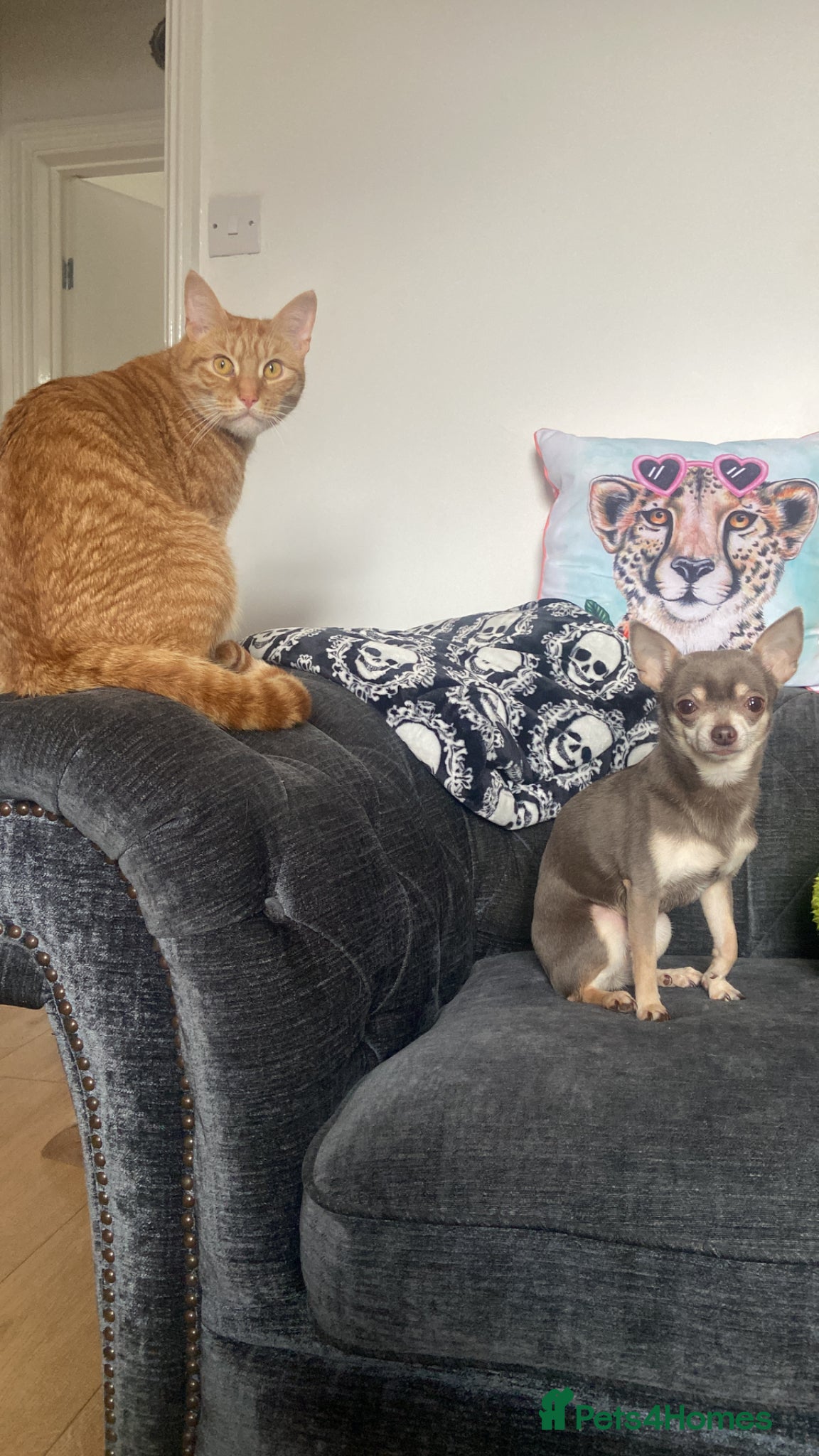 Chihuahua dogs for sale: 3 chihuahuas  - Advert 4