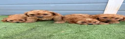 Cavapoo dogs for sale: Cavapoo - Advert 4