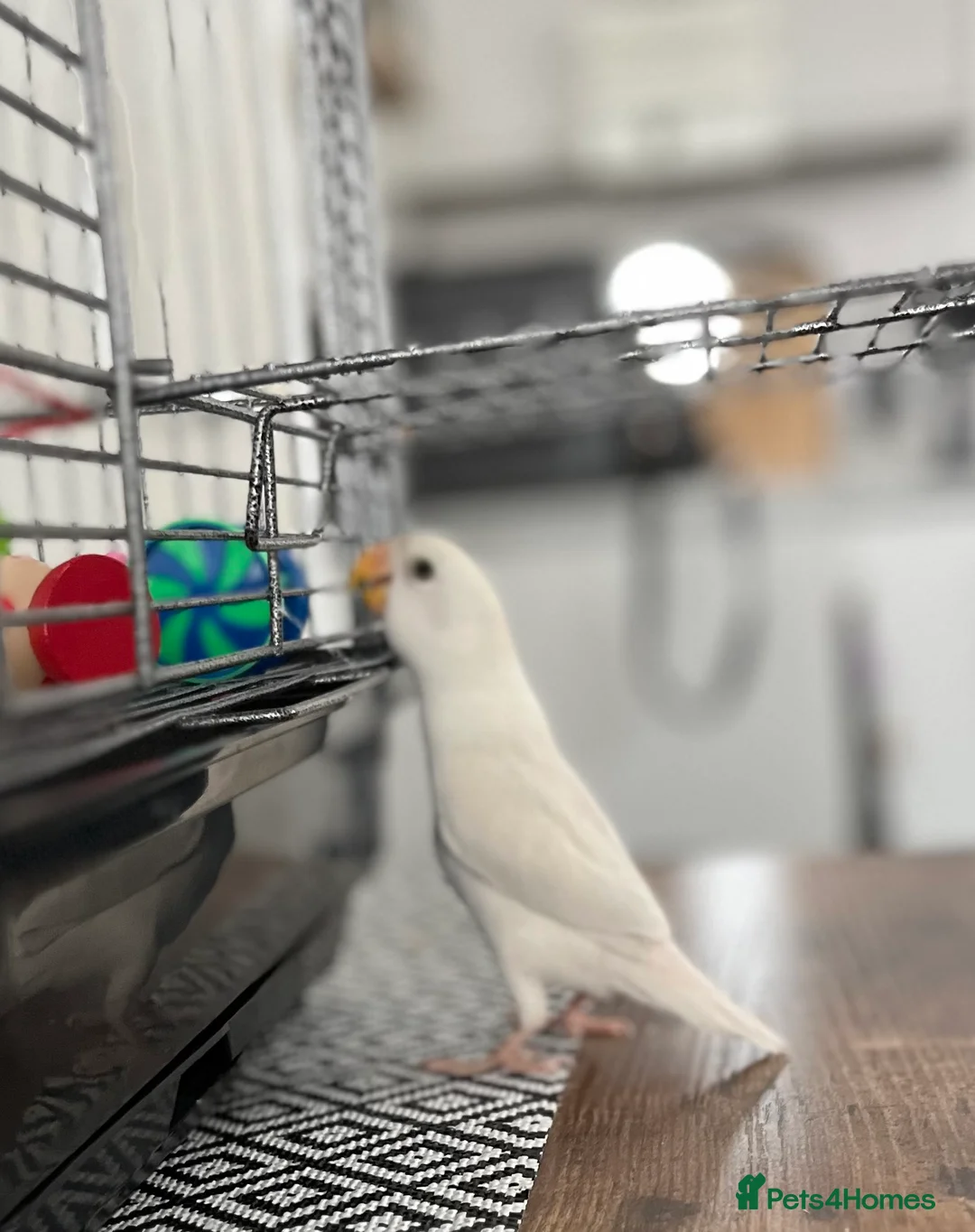 Lovebirds birds for sale: Hand reared love bird  - Advert 6