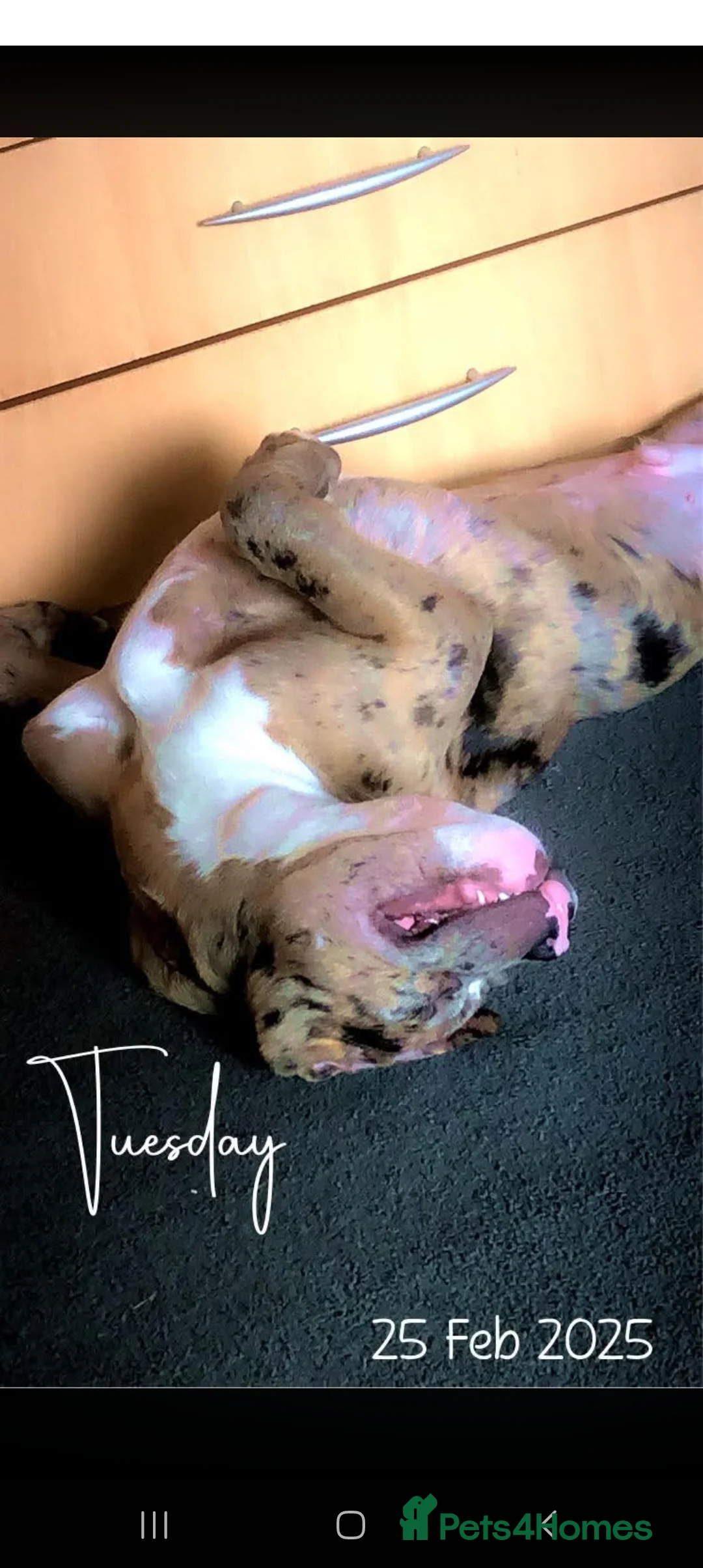 Alapaha Blue Blood Bulldog dogs for sale: 2 year old alaphala blue blood hound  in Salford - Advert 3