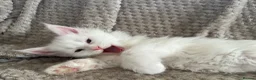 Maine Coon cats for sale: Polydactyl Maine coon kittens  - Advert 5