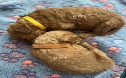Goldendoodle dogs for sale: Beautiful F1B Goldendoodle - Image 10