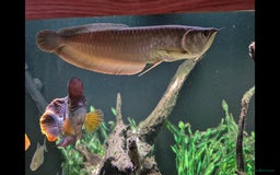 Other/Mixed Breed fish for sale: Silver Arrowana  - Image 1