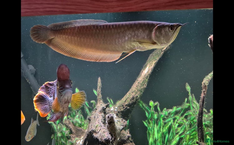 Other/Mixed Breed fish - Advert 2