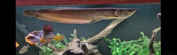 Other/Mixed Breed fish for sale: Silver Arrowana  - Advert 1
