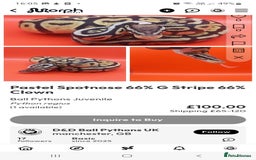 Python Snake reptiles for sale: Male Pastel spotnose 66%g stripe 66% clown  - Image 1