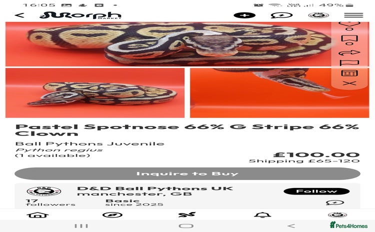 Python Snake reptiles - Advert 1
