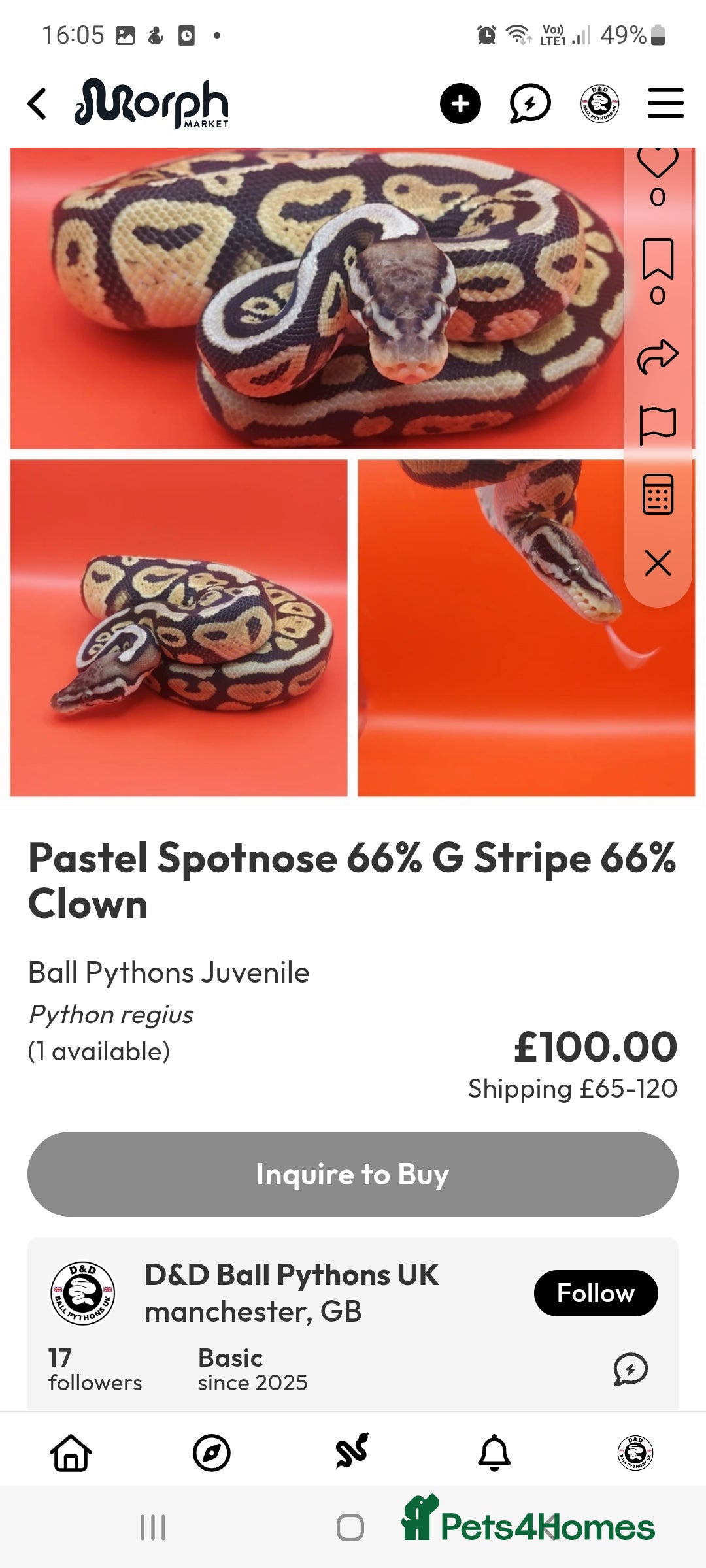 Python Snake reptiles for sale: Male Pastel spotnose 66%g stripe 66% clown  - Image 1